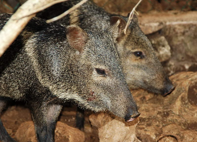 Dos pecaríes de collar deambulando en libertad por la zona de fauna del parque selvático Aktun Chen cerca de Akumal
