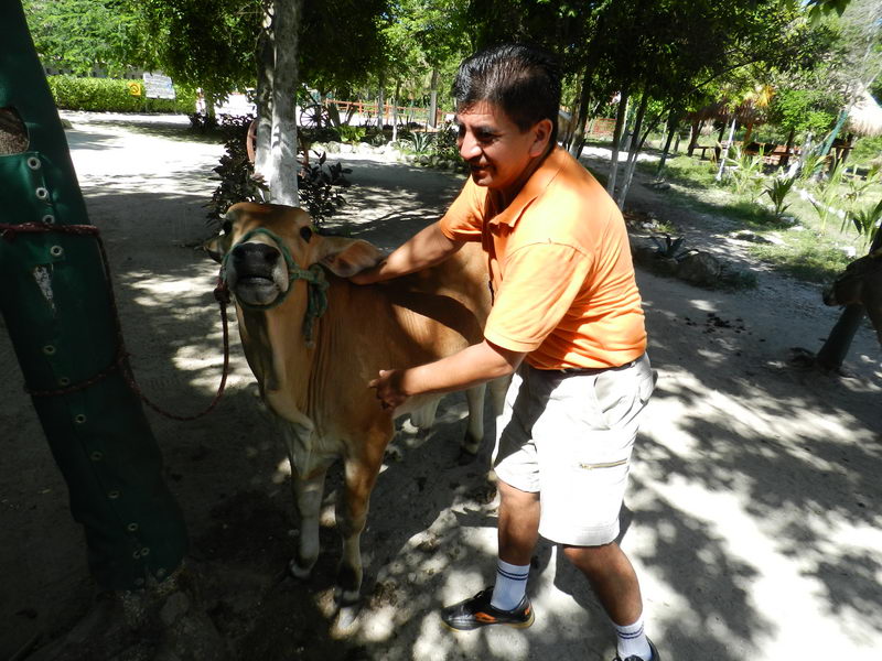 Jinete sobre un caballo dócil en la playa de Maroma, Riviera Maya, con costa bordeada de palmeras