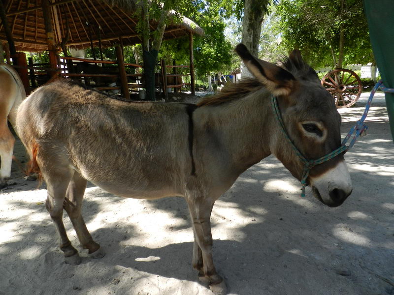 Cabalgata guiada por la orilla de Playa Maroma en la Riviera Maya, México