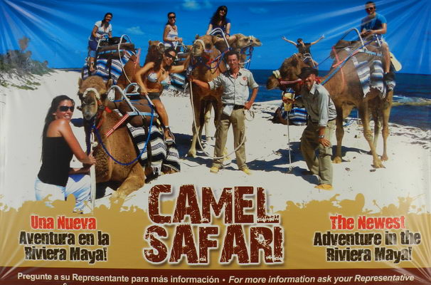 Cartel del Safari en Camello que muestra a un grupo de jinetes sobre camellos ensillados por la arena blanca de una playa de la Riviera Maya