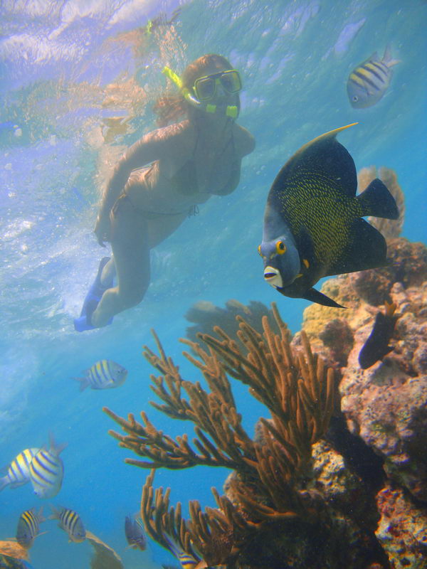 Underwater image of a snorkeler near the surface beside a large dark French angelfish, above a coral reef with brown gorgonian corals and schools of small striped fish in bright sunlit blue water.