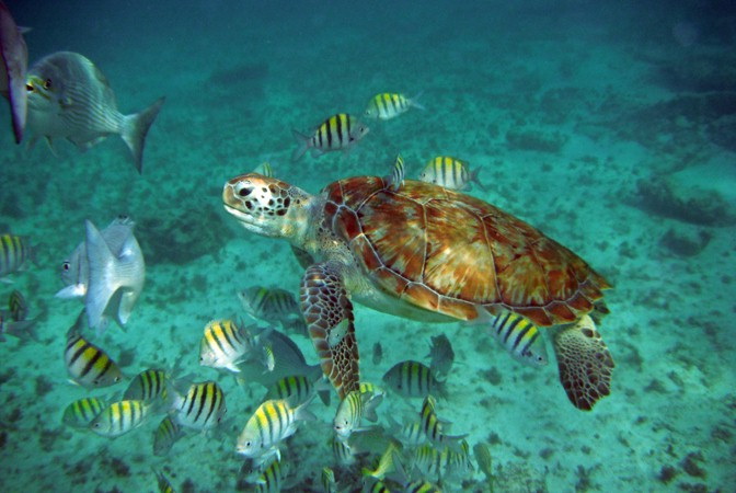 Luxury yacht charter Cancun